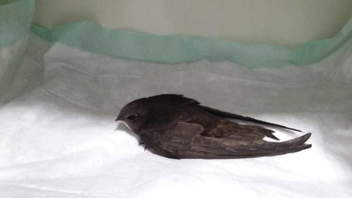 ¿Qué hacer si encontramos un vencejo en el suelo?