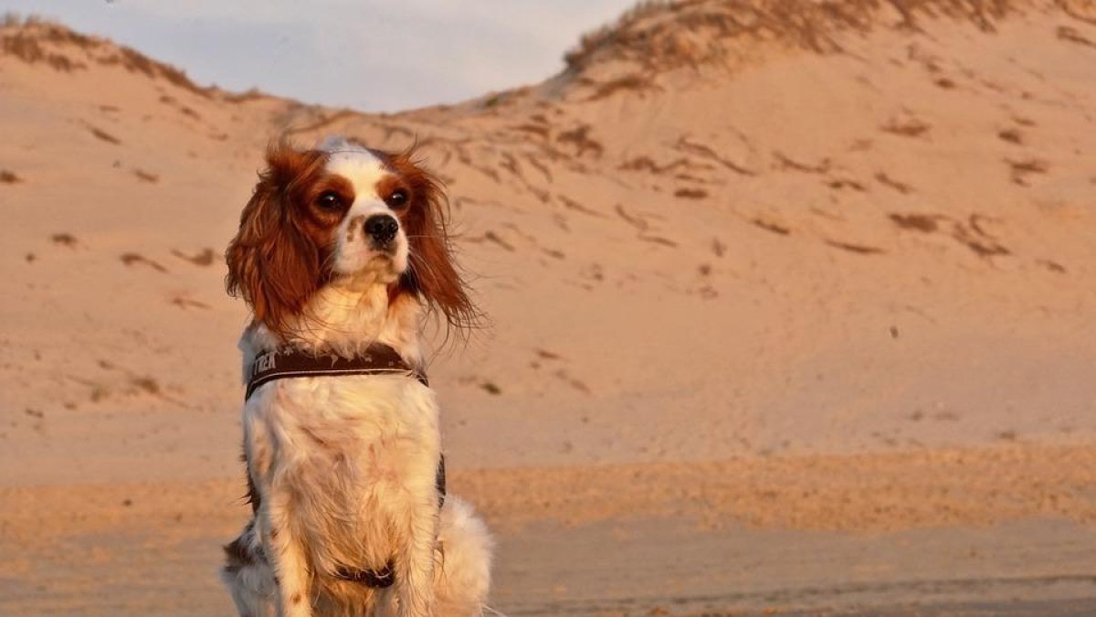 Organitzen una concentració per exigir una platja 'digna' per gossos a Cambrils