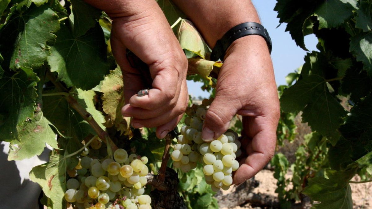 La Terra Alta es vesteix de gala per demostrar al món que és el «paradís vitivinícola de la garnatxa»