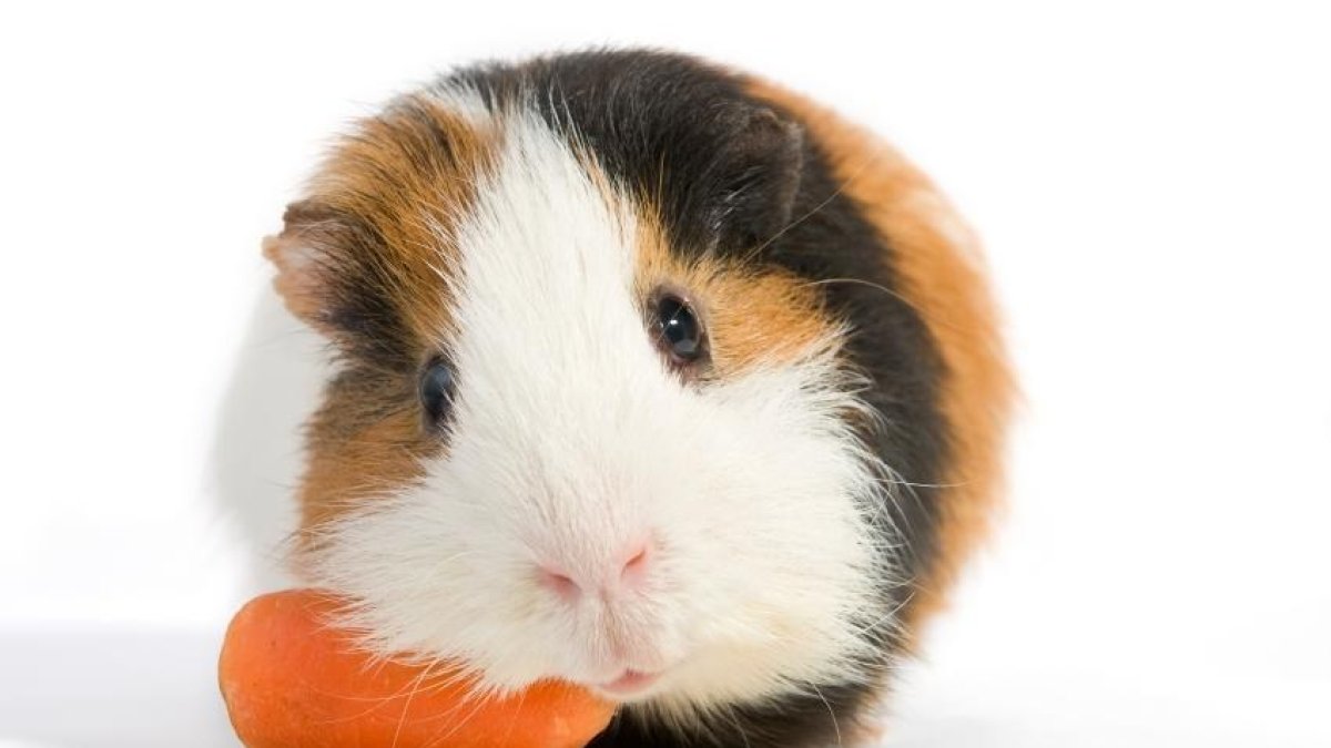 Llamamiento urgente de una entidad para dar en adopción conejitos de indias rescatados