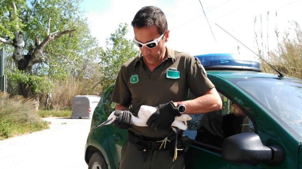 Rescaten un Martinet blanc ferit a Flix