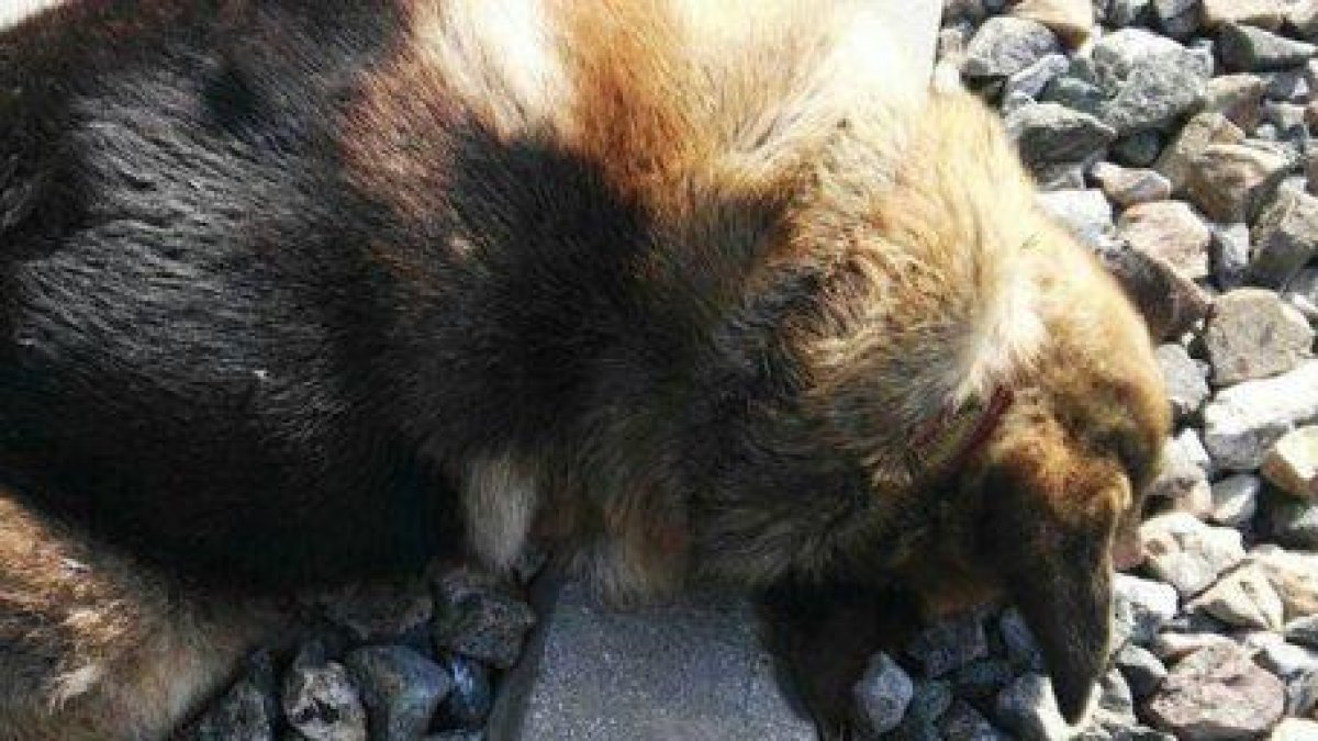 Encuentran 20 perros muertos después de ser atados a las vías del tren