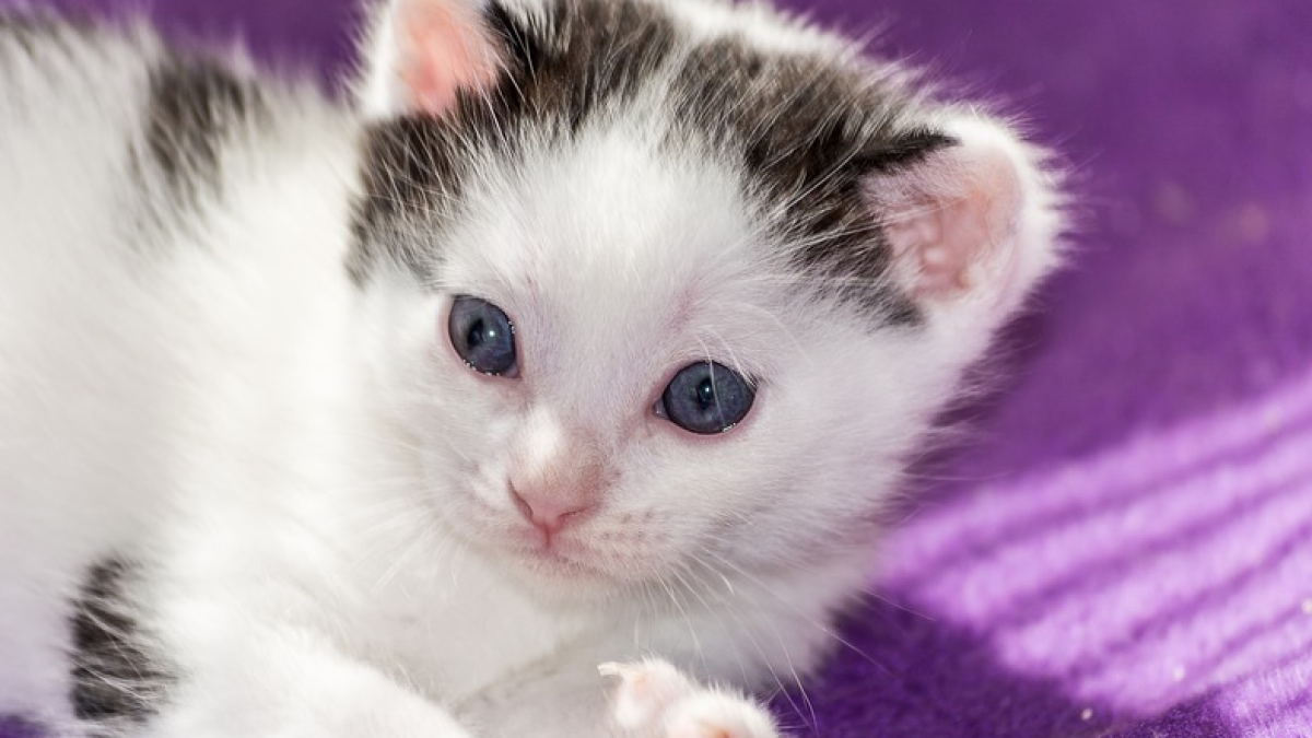 Consejos para evitar los golpes de calor en los gatos