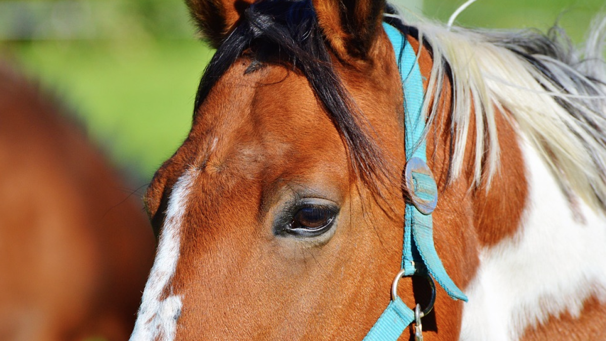Detingut per mantenir relacions sexuals amb una egua i un poltre