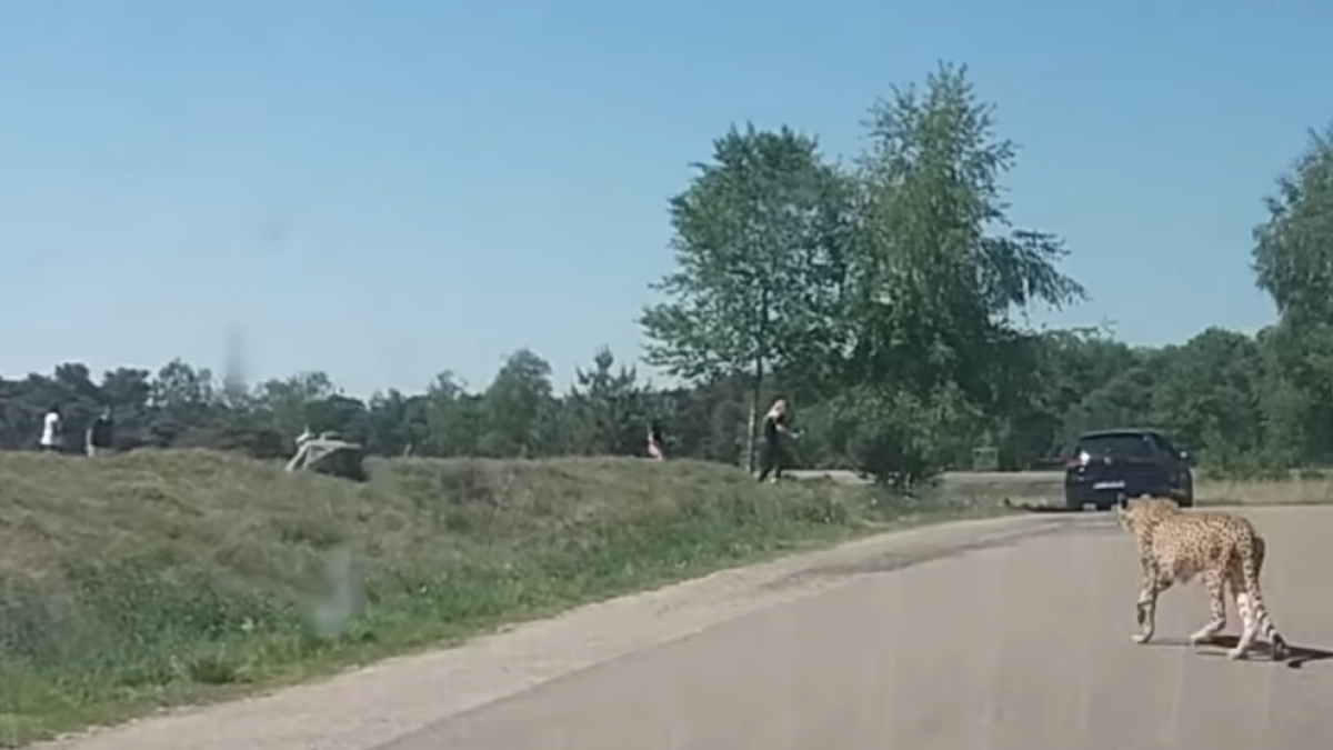 A punto de ser devorada por dos guepardos una familia que visitaba un safari