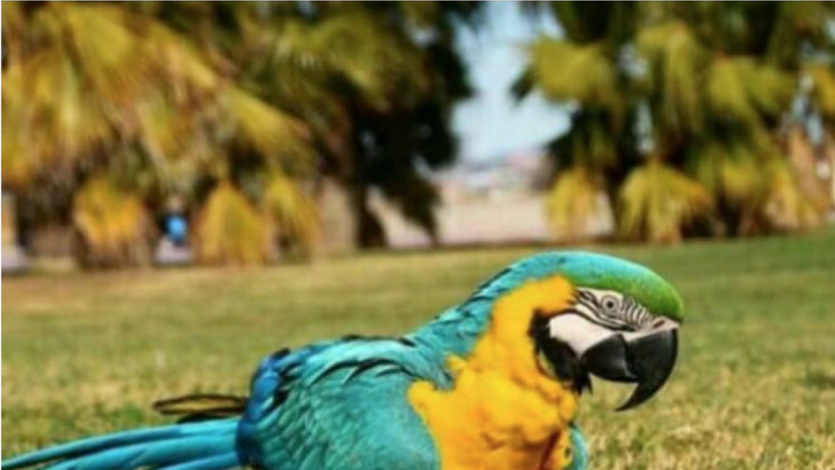 Denuncien la pèrdua d'un guacamayo ararauna a La Pineda