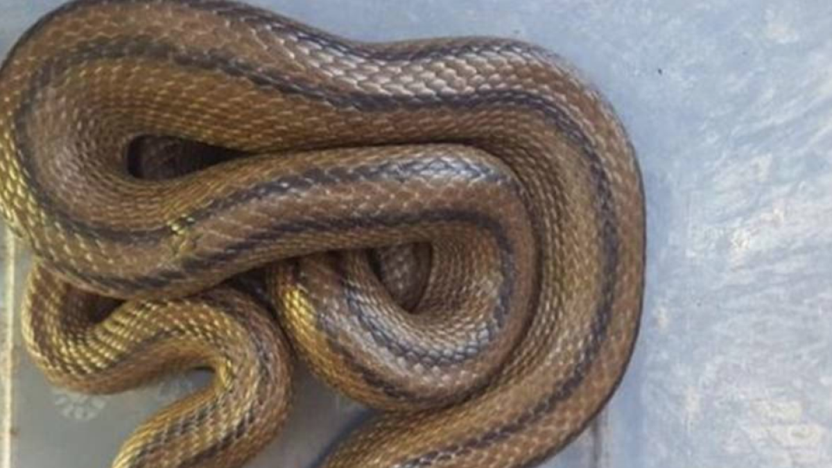 Encuentran una serpiente de 80 centímetros dentro del horno de un domicilio gallego