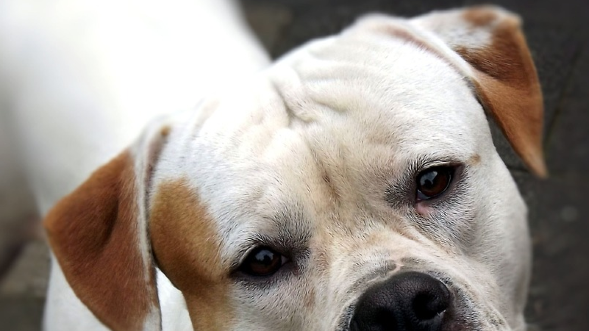 Llencen el gos d'un noi des del balcó perquè els havia demanat silenci mentre feien 'botellón'