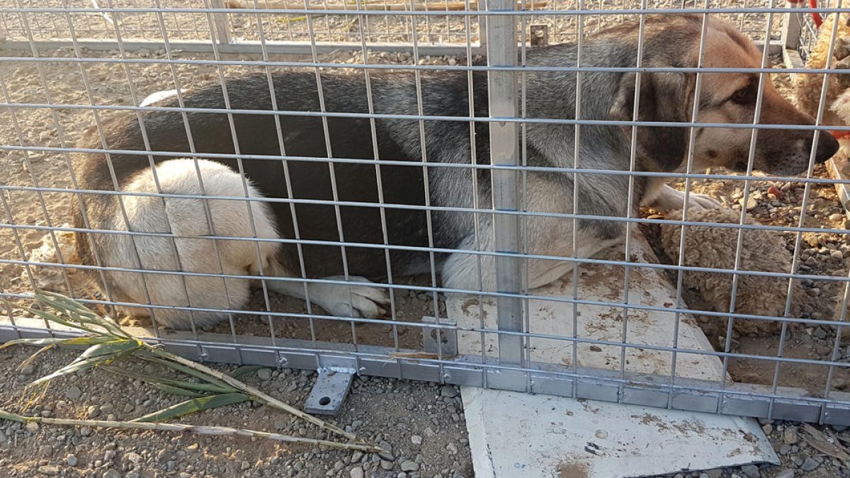 Capturan un perro que ha matado o herido más de 60 corderos en Cambrils