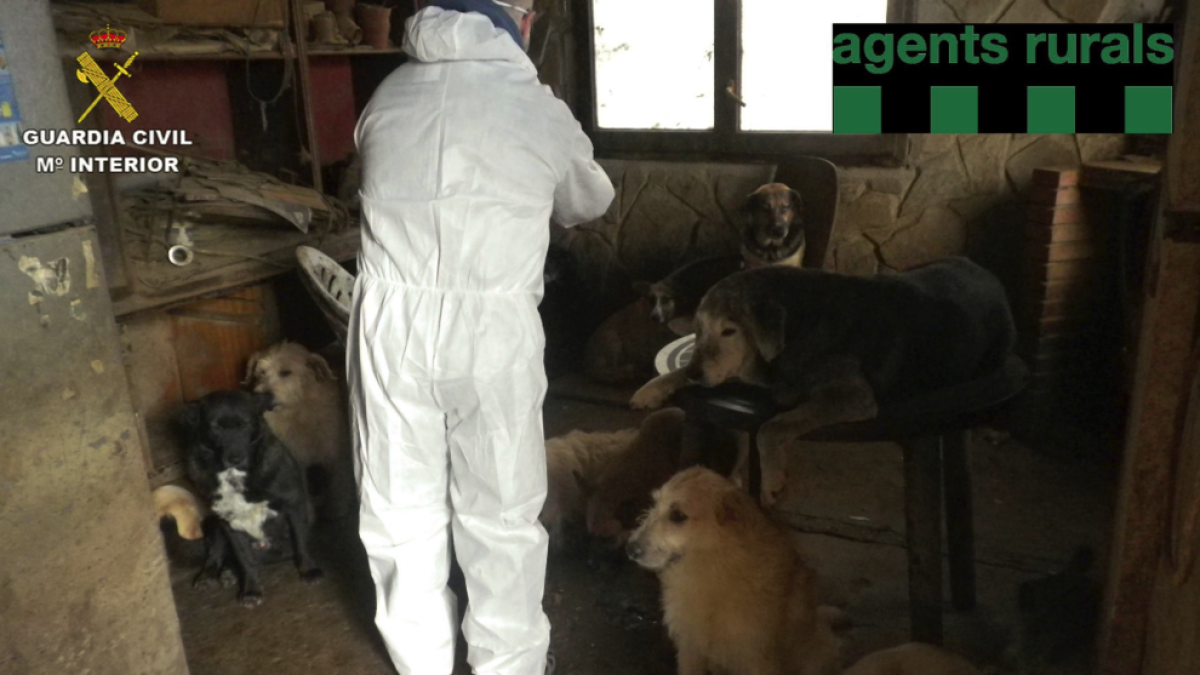 Rescatan 39 perros que vivían en pésimas condiciones en una casa de Pontons