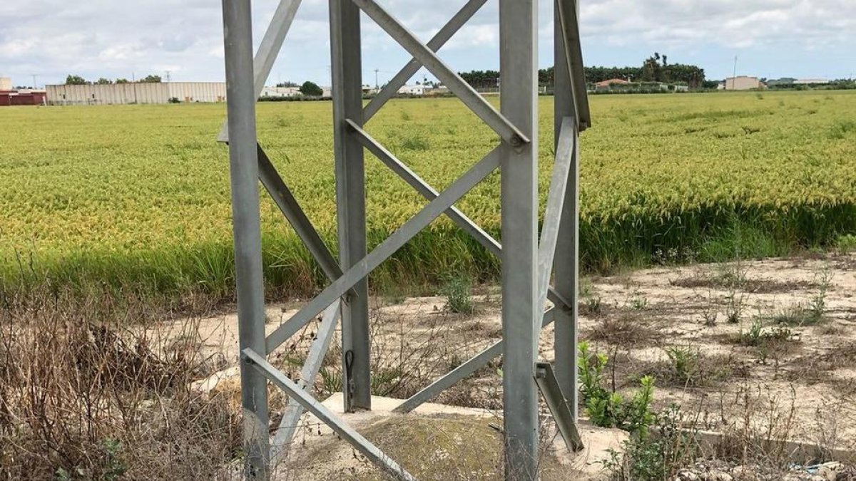 Moren set cigonyes en topar contra torres de mitja tensió a Amposta