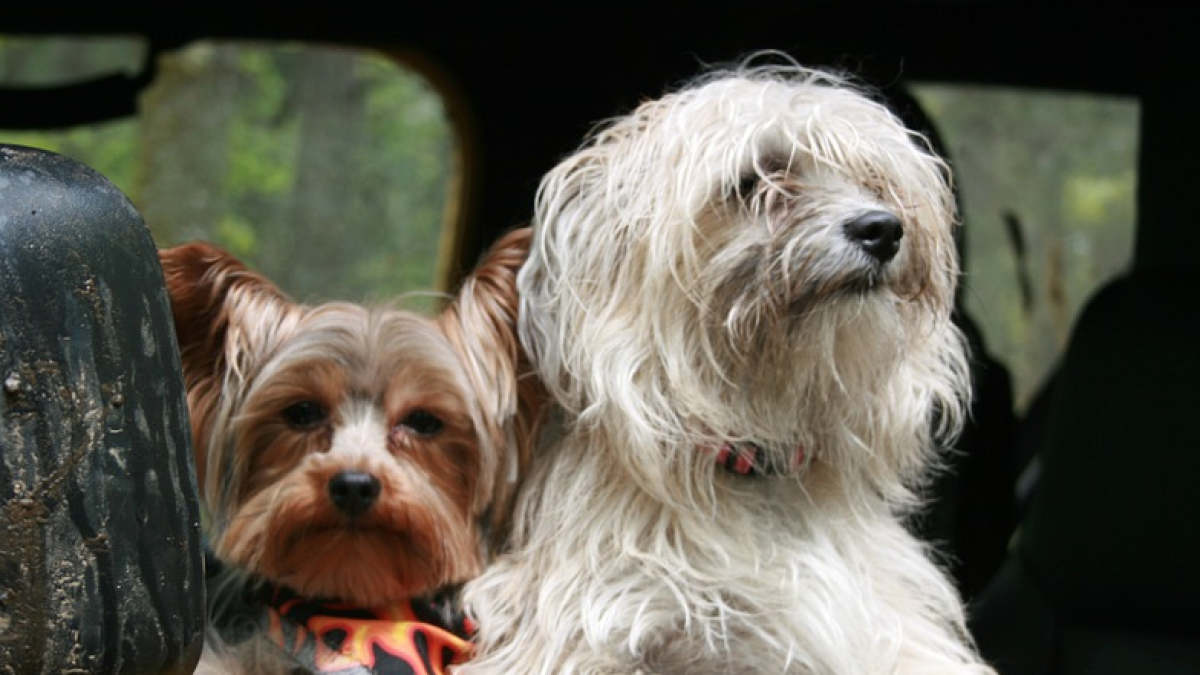 ¿Quieres viajar por Europa con tu perro, qué te hace falta para poder hacerlo?