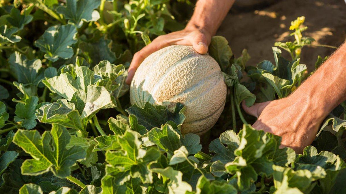 BASF adquiere el negocio global de semillas hortícolas de Bayer