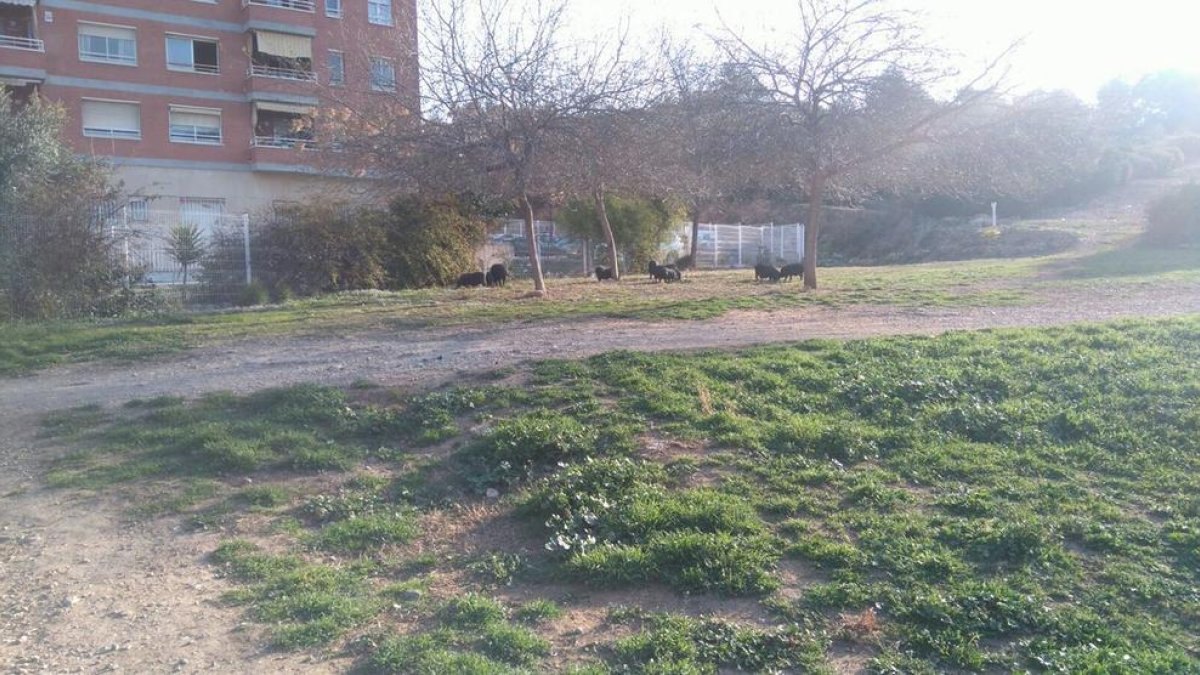 Els porcs senglars es deixen veure a Tarragona a plena llum del dia