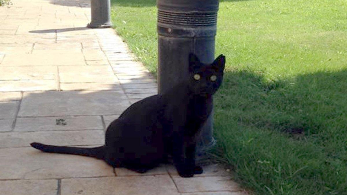 Busquen uns brètols que van matar una gata a Blanes donant-li puntades de peu