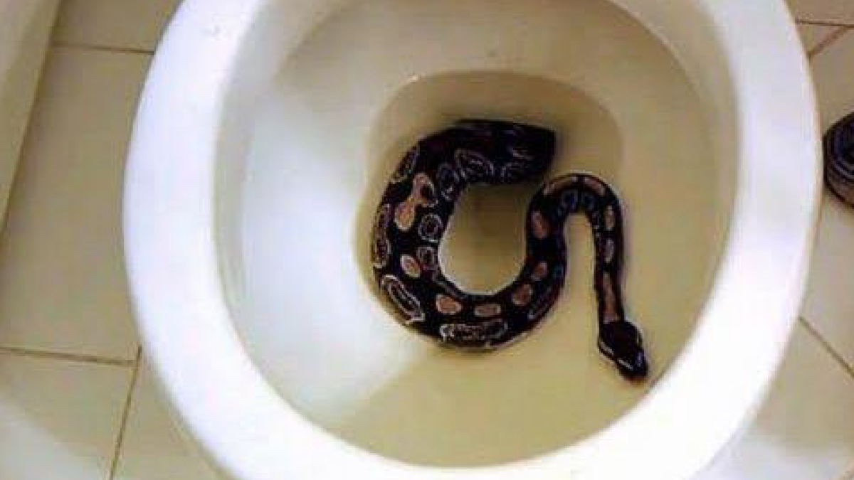 Se escapa la serpiente de un vecino y aparece al inodoro del piso de abajo