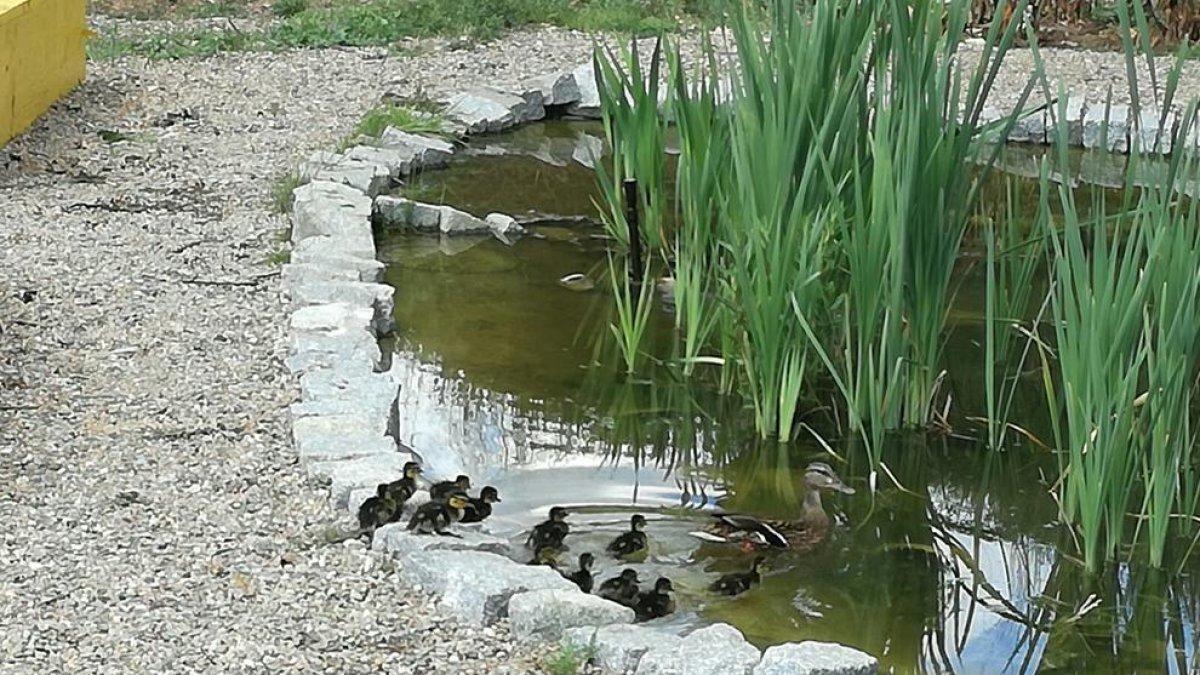 Una familia de patos se instala en la escuela Baltassar Segú de Valls