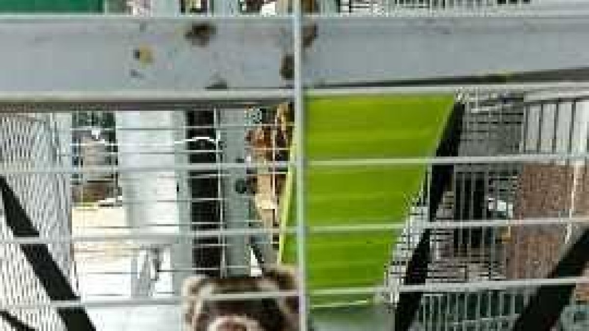 Buscan un hurón perdido en Cunit