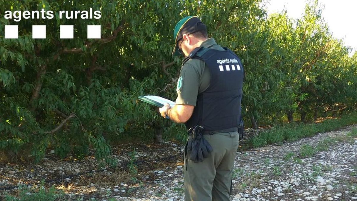 Denuncien un caçador per disparar per sobre dels cables d'una línia elèctrica al Baix Ebre