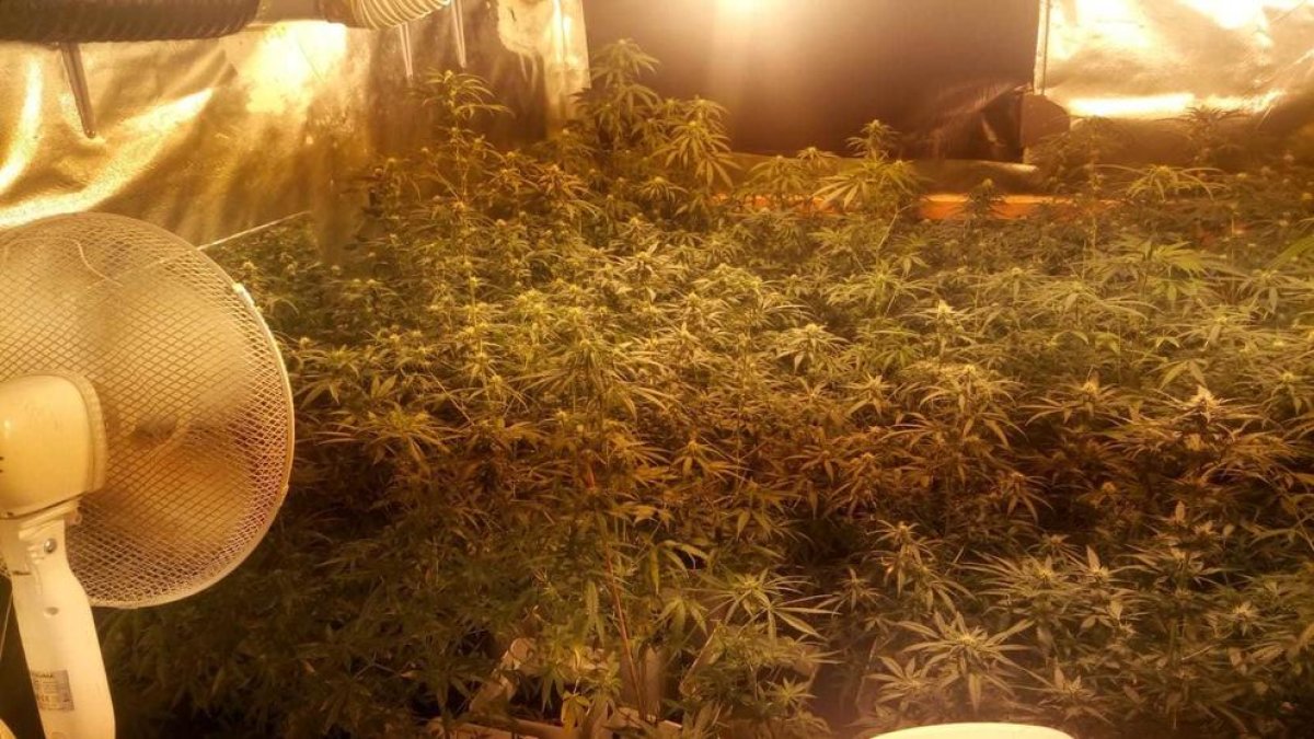 Le van a entregar una citación judicial y descubren una plantación de marihuana