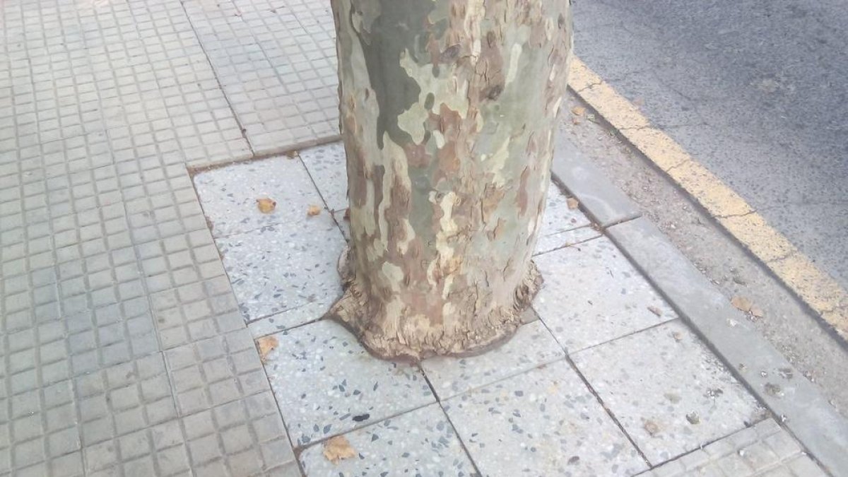 Engegen una campaña para eliminar los adoquines que 'lapidan' los árboles de Reus