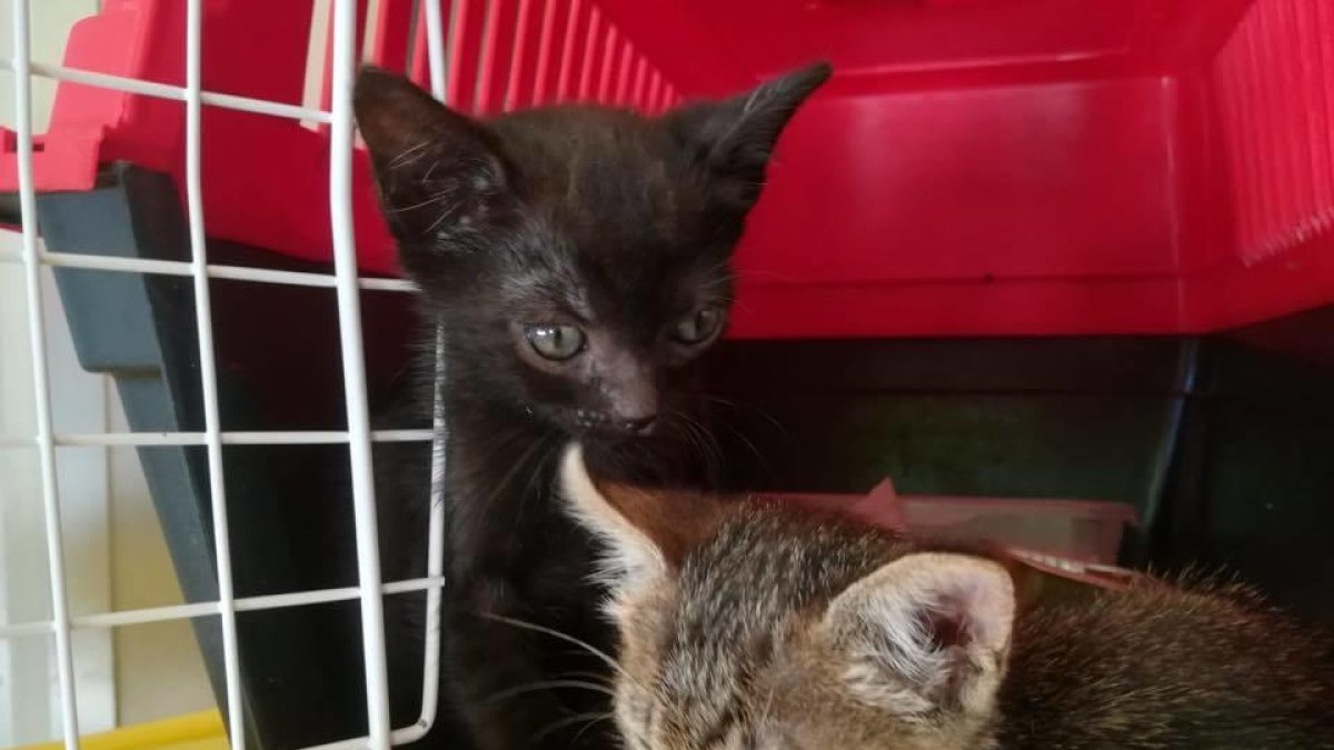 El Ayuntamiento de Banyeres busca adoptantes para dos gatos pequeños encontrados en la calle