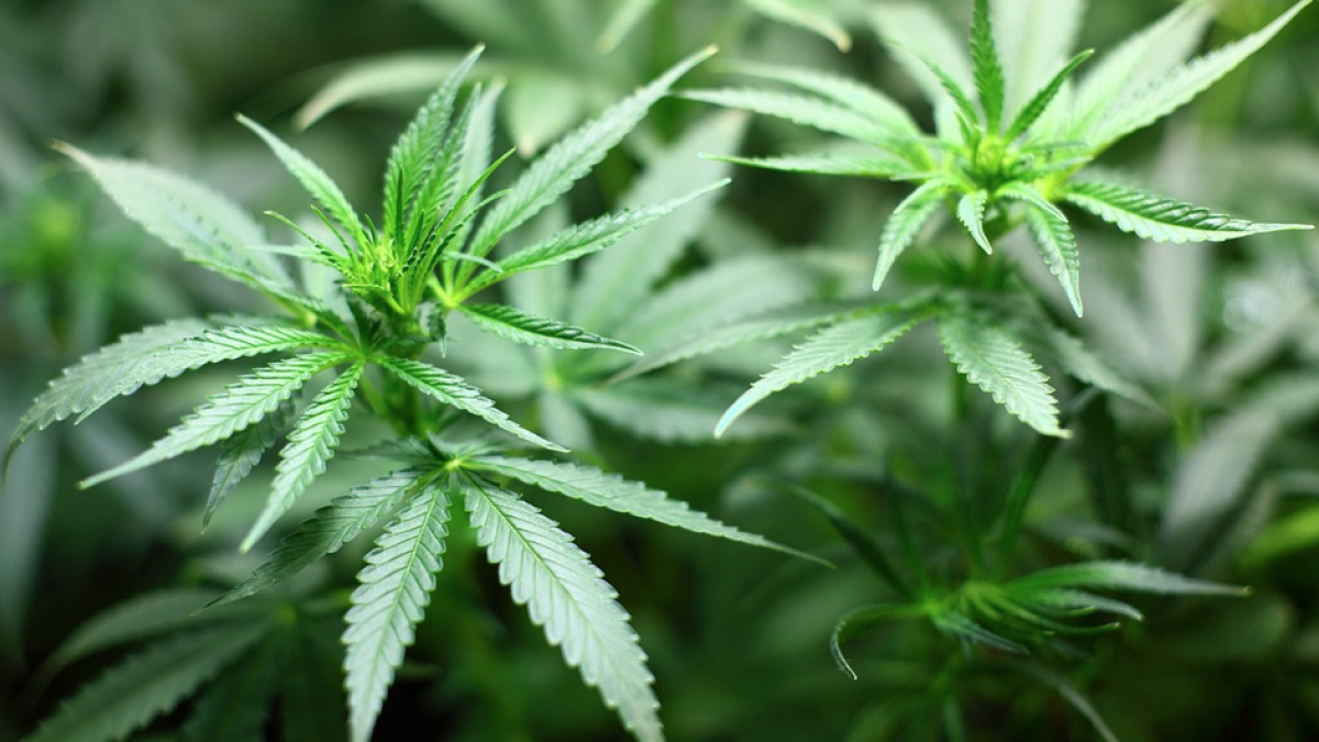 Indemnitzaran una associació per no tornar-li la marihuana confiscada per la Guàrdia Civil