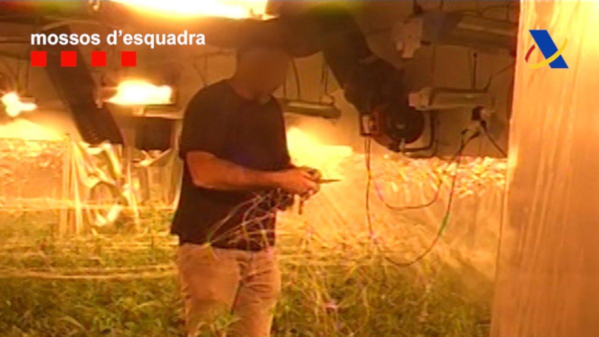 Cau una organització amb 26.000 plantes de marihuana intervingudes, amb cultius a Cambrils i la Pobla de Montornès