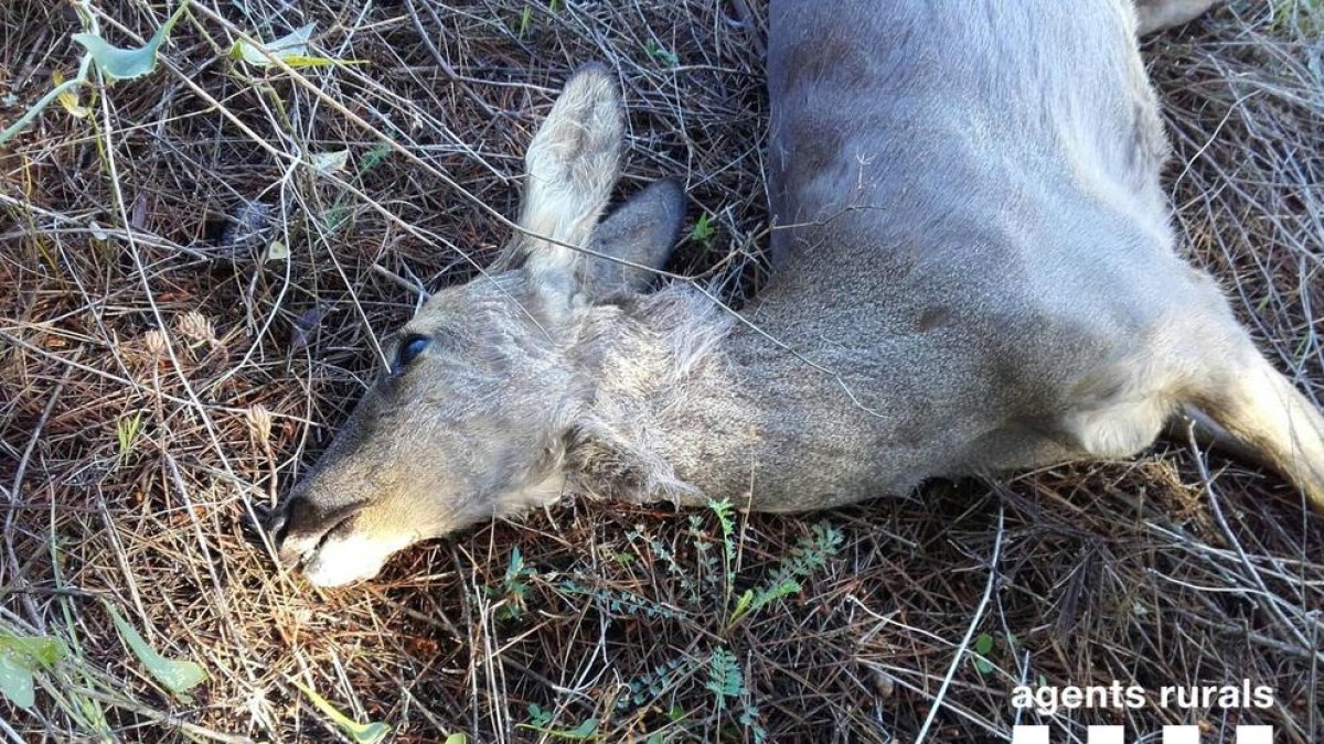 Atropellen una femella de cabirol a Rasquera