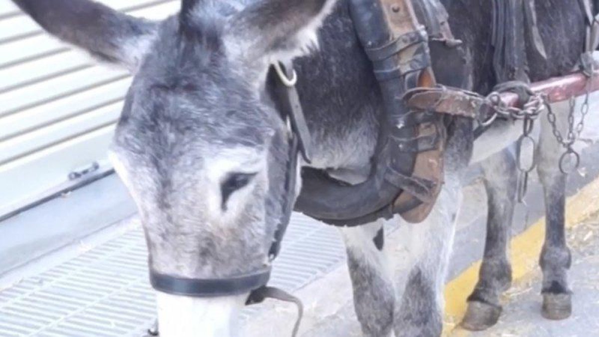 Piden firmas para que se prohíba el uso de animales en el Mercat Medieval