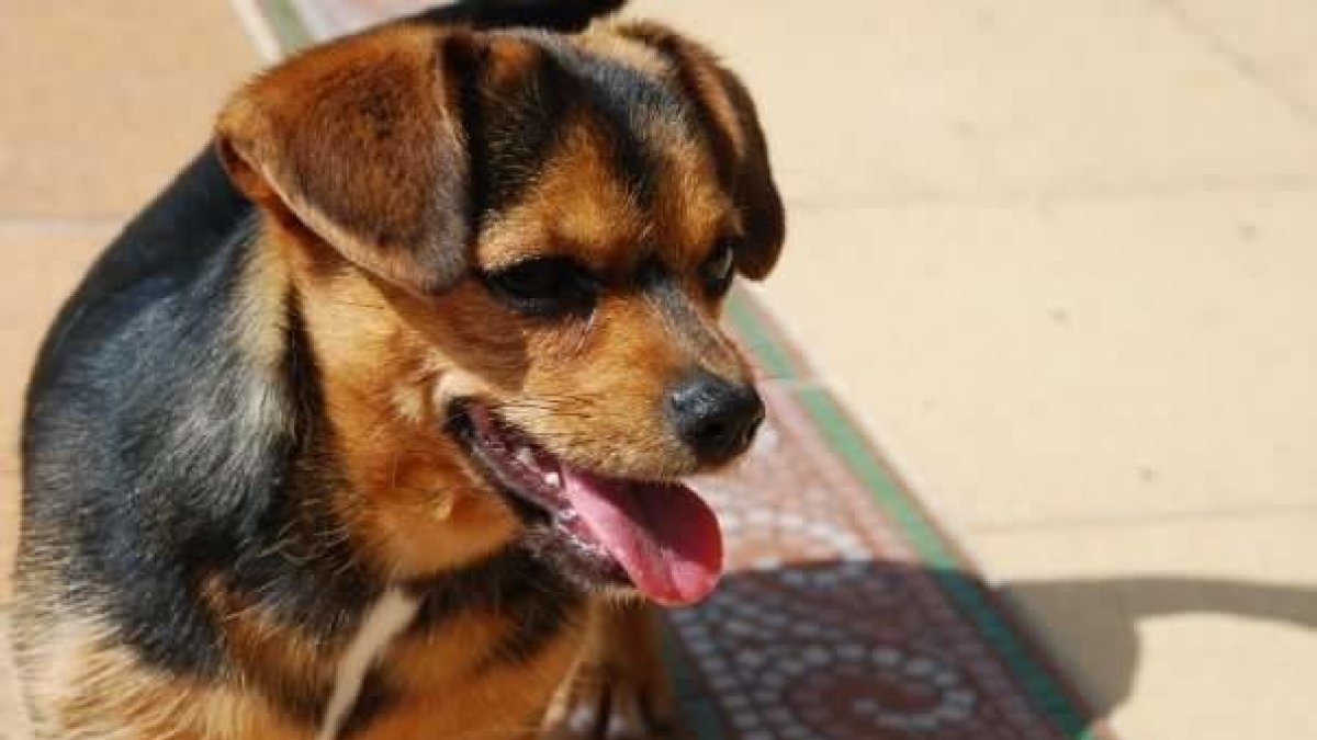 Buscan un perro perdido en la zona de los Munts de Torredembarra