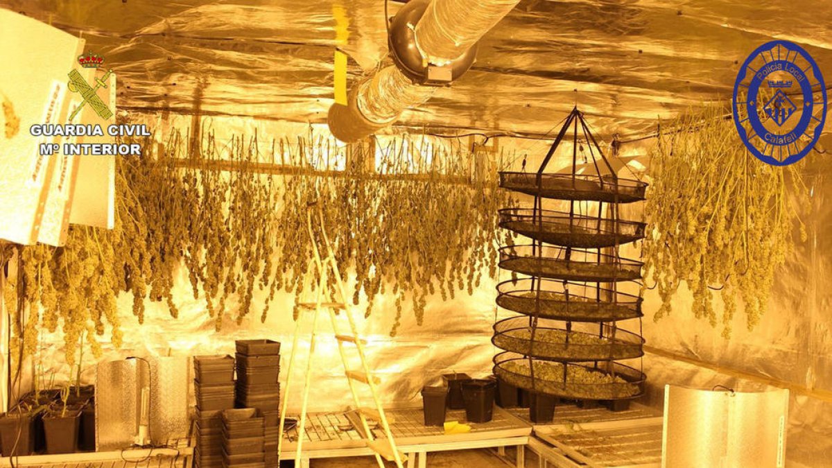 Detingut un veí de Calafell per tenir una plantació de marihuana a casa