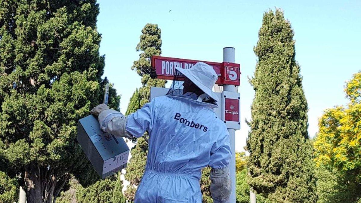 Retiren un rusc d'abelles de la parada de bus del Portal del Roser