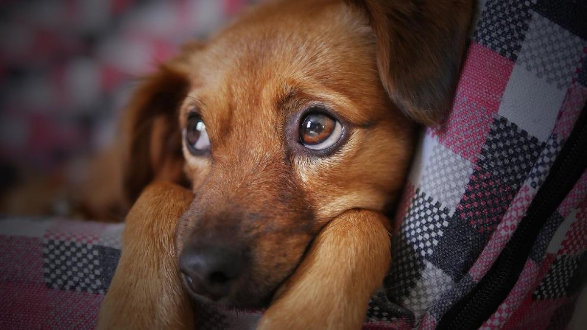 Consejos para calmar tu perro cuando tiren petardos por las verbenas