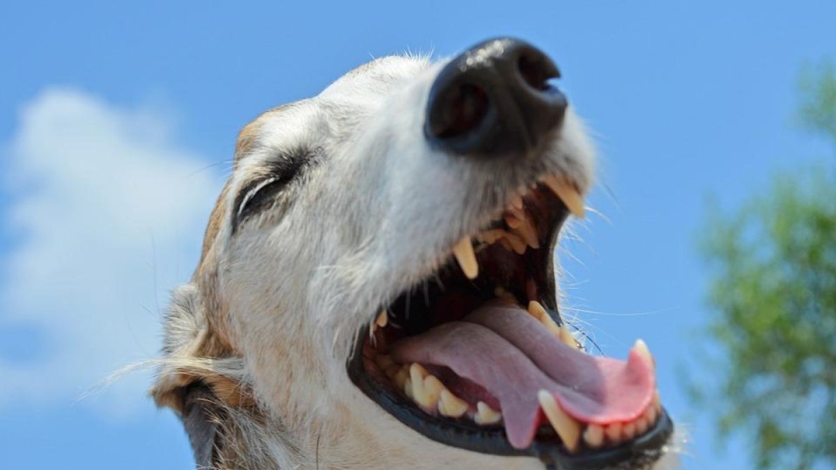 Los collares de pintxos para|por perros están prohibidos en Tarragona