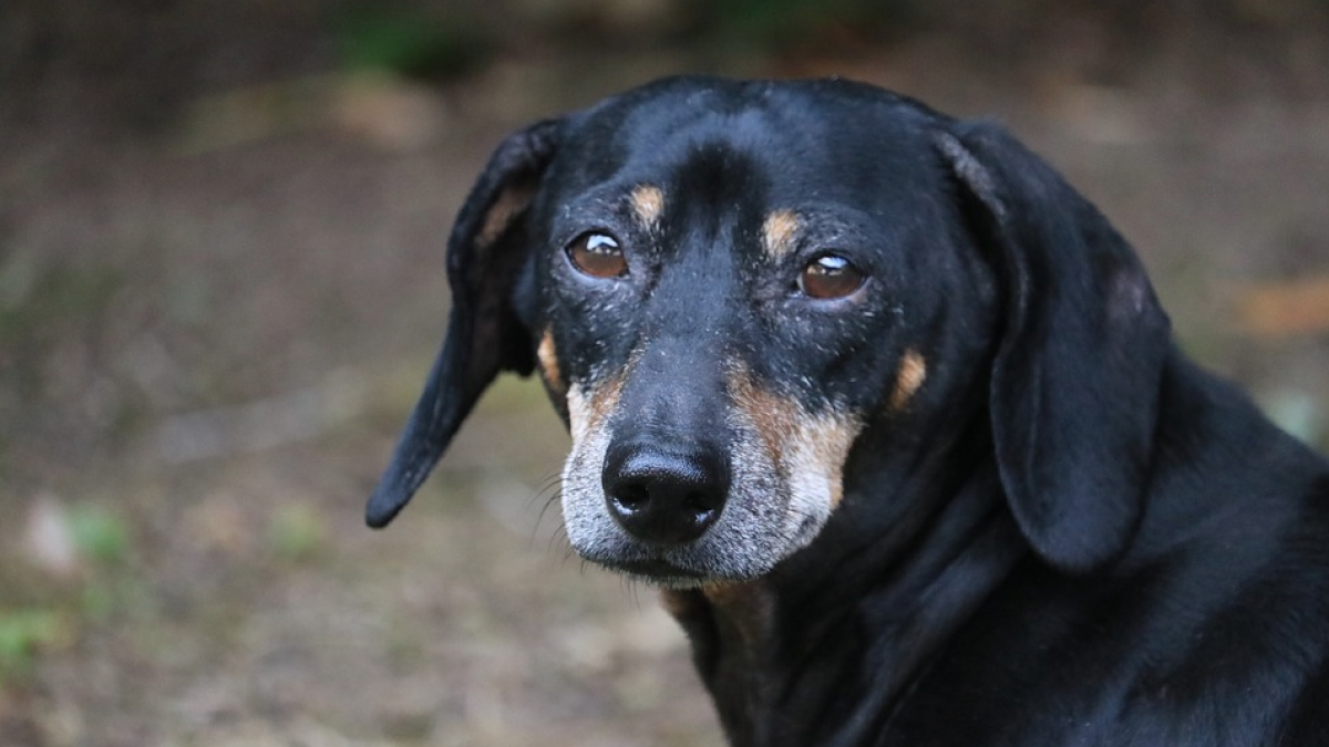 Una mujer muere después de ser atacada por sorpresa por siete perros