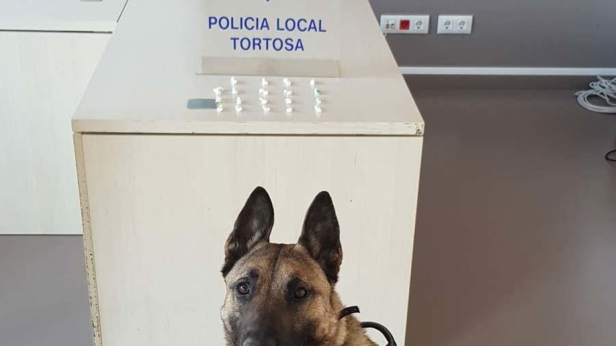 Detenido un joven por tráfico de drogas en Tortosa