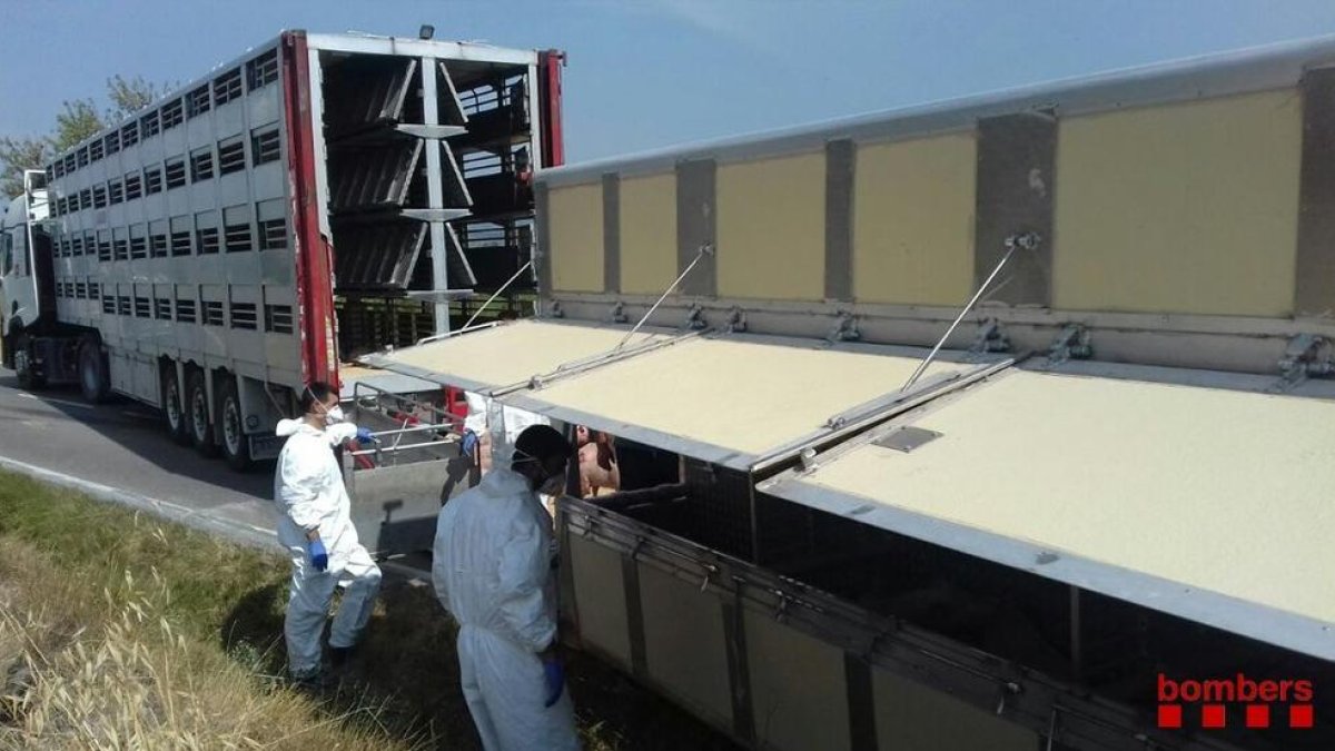 Bolca un camió ple de porcs en un accident a la C-241d a Montblanc