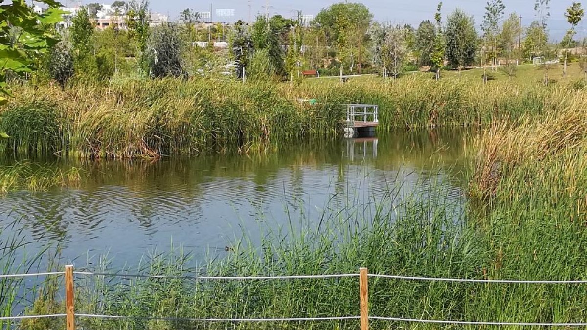 anilla mediterránea, patos, tarragona