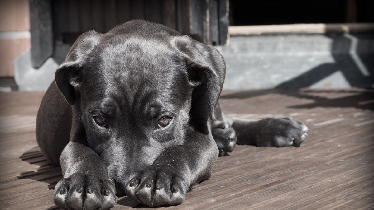 Mata a tiros dos perros de un educador canino que paseaba por la zona
