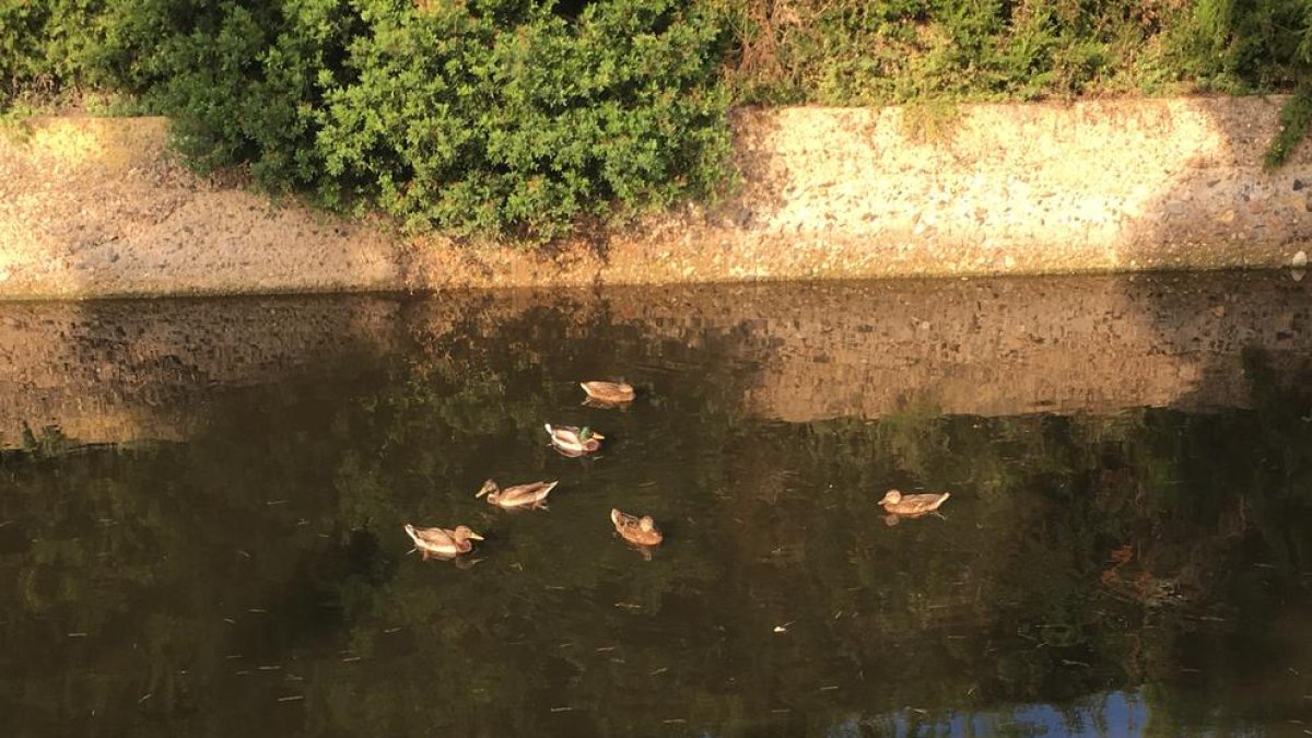 Aparecen patos en el estanque de La Móra