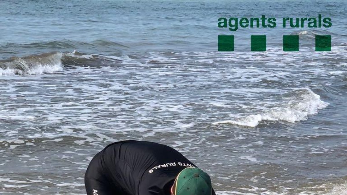 Encuentran un delfín muerto en una playa de Sant Jaume d'Enveja
