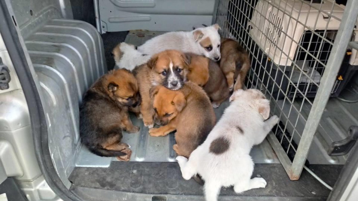 Busquen adoptants per un grup de cadells que van abandonar al carrer a Calafell
