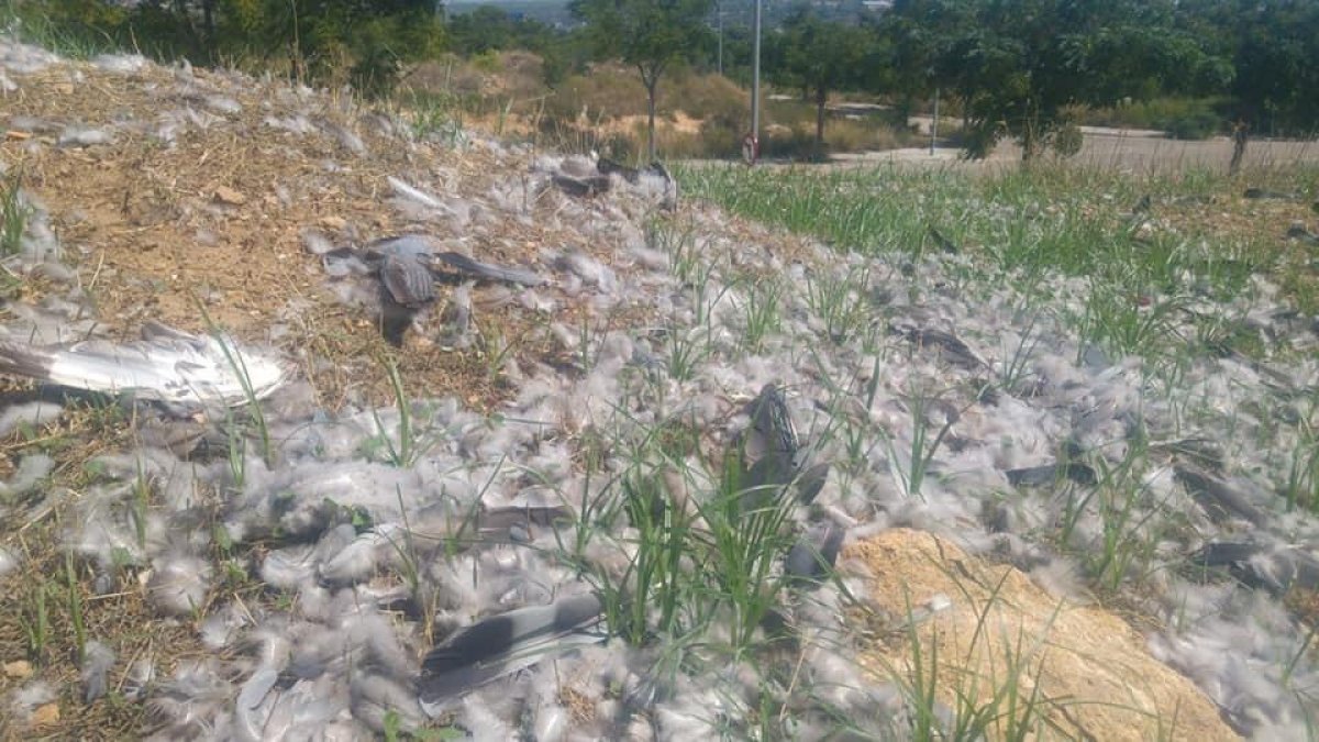 Un hombre mata pájaros con una escopeta cerca de los pisos de Parc Riu Clar