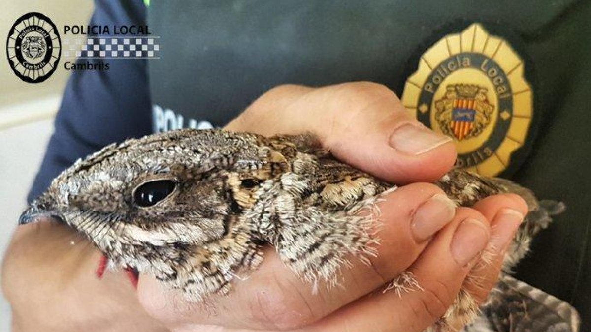 ave protegida, Cambrils, Policía Local, Chotacabras, pájaro