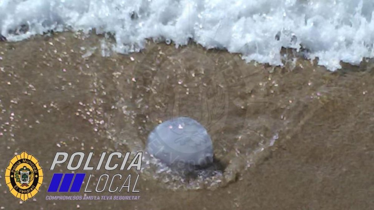 Aparecen medusas a la Cala Berenguer del Vendrell