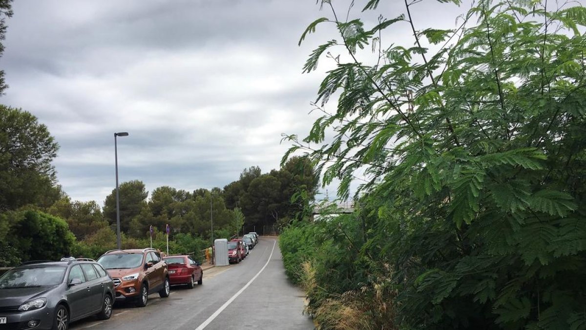 La vegetació obstaculitza la circulació a Cala Romana