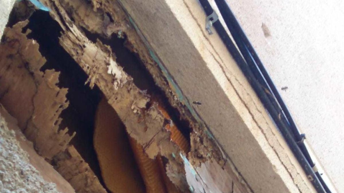 La AAVV La Catedral vuelve a reclamar que retiren una colmena de abejas de calle Arc d'en Toda