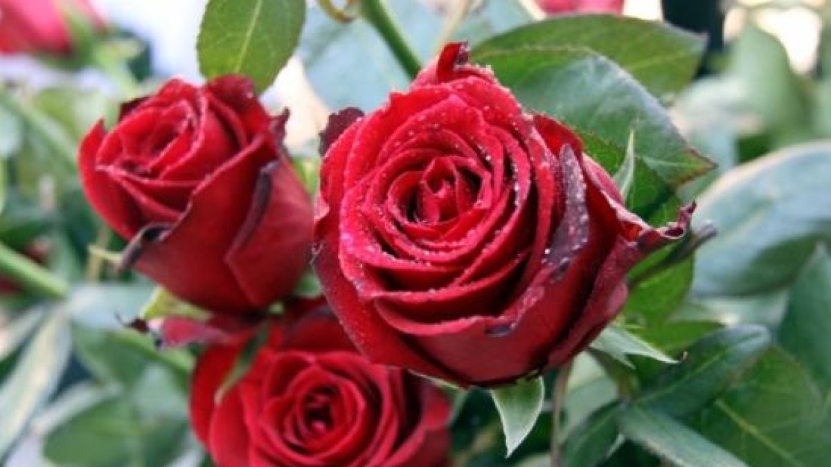 Libros y rosas toman las calles por Sant Jordi