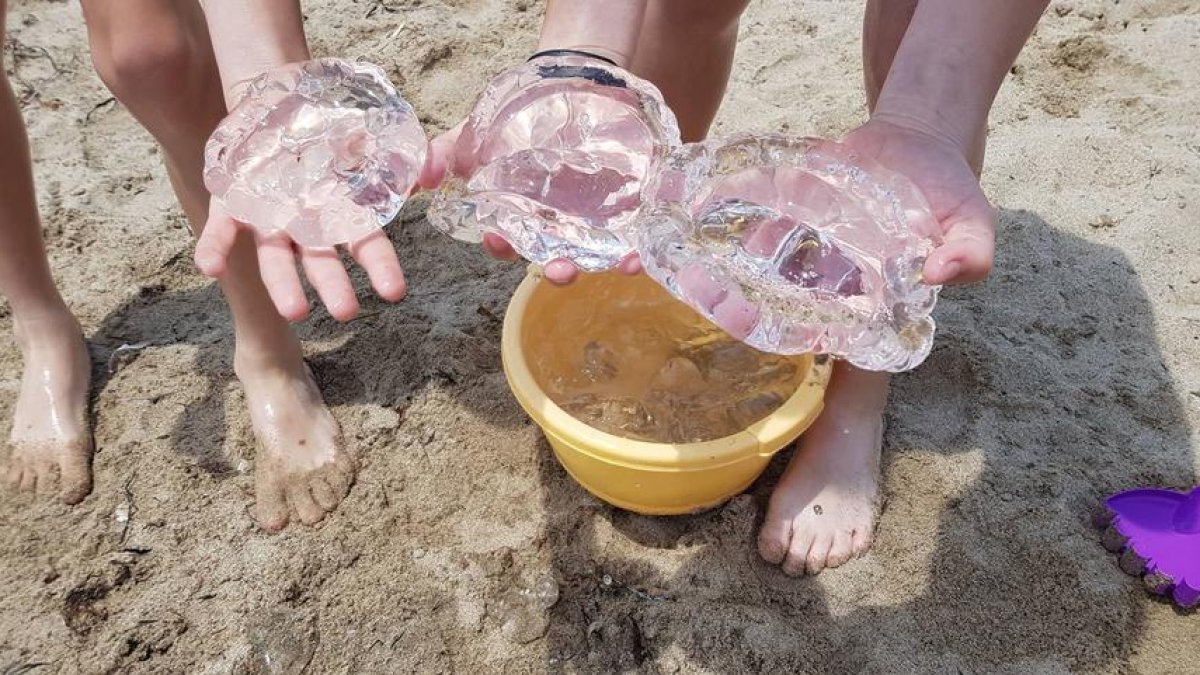 Les meduses arriben també a les platges de Mont-roig